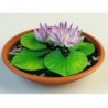 National Gardens Lotus Flower Seeds - Nelumbo nucifera