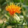 National Gardens Safflower Seeds