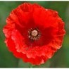 National Gardens Shirley Poppy Flower Seeds