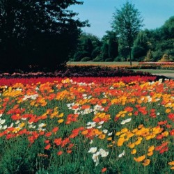 Shirley Poppy Flower Seeds