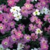 National Gardens Virginia Stock Flower Seeds