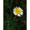 National Gardens Garland Daisy Flower Seeds