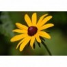 National Gardens Black Eyed Susan Flower Seeds