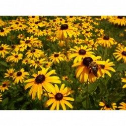 Black Eyed Susan Flower Seeds