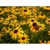 Black Eyed Susan Flower Seeds