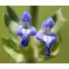 National Gardens Salvia hispanica Herb / Flower Seeds