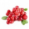 National Gardens Cranberry Fruit Seeds