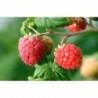 Raspberry Fruit Seeds