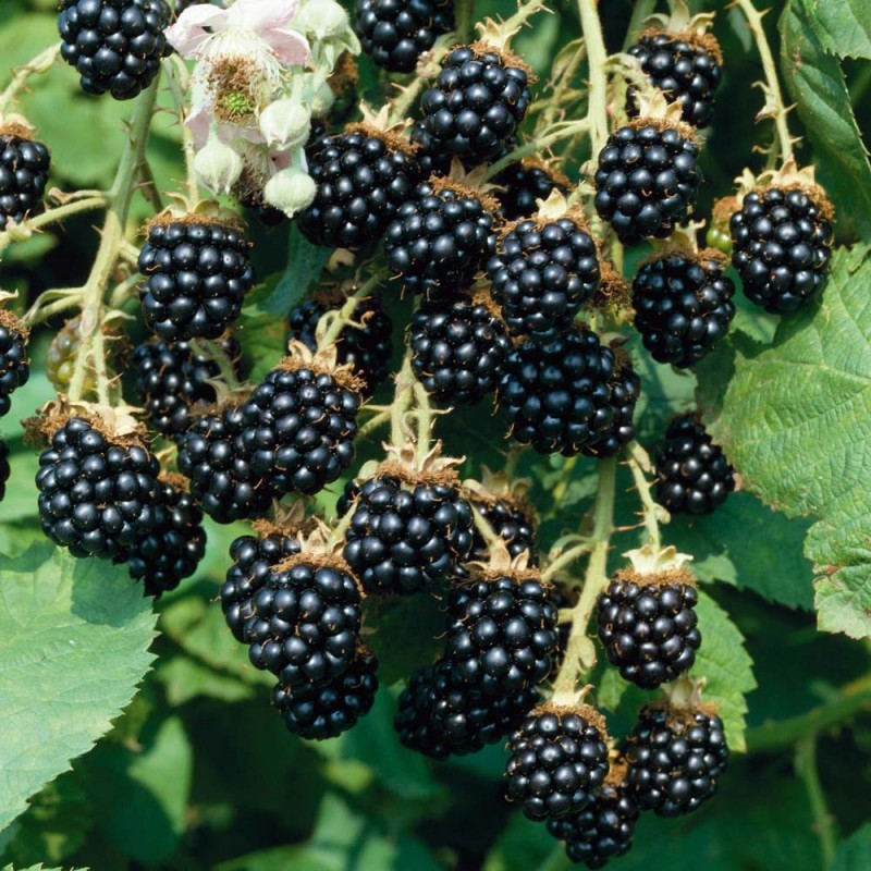 Blackberry Fruit Seeds