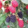 Blackberry Fruit Seeds