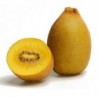 National Gardens Golden Kiwi Fruit Seeds