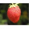 National Gardens Selva Strawberry Seeds