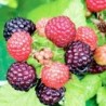 Black Raspberry Fruit Seeds