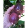 Purple Passion Fruit Seeds