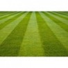 National Gardens Tall Fescue Grass Seeds - Lawn Grass