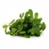 National Gardens Common Purslane Herb Seeds (Kulfa)