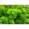 National Gardens Moss Curled Parsley Herb Seeds