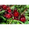 National Gardens Roselle Herb Seeds