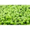 National Gardens Genovese Basil Herb Seeds