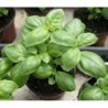 National Gardens Sweet Basil Herb Seeds