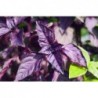 National Gardens Dark Opal Basil Herb Seeds