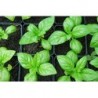 Lemon Basil Herb Seeds