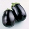 National Gardens Black Beauty Brinjal / Eggplant Seeds