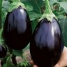 Black Beauty Brinjal / Eggplant Seeds