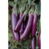 National Gardens Long Purple Brinjal Seeds