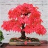 National Gardens Japanese Bonsai Red Maple Seeds