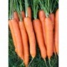 National Gardens Imperator Carrot Seeds