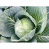 National Gardens Early Jersey Wakefeild Cabbage Seeds