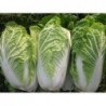 National Gardens Michihili Oriental Cabbage Seeds