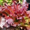 National Gardens Cimmaron Red Lettuce Seeds