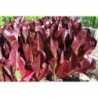 Cimmaron Red Lettuce Seeds