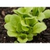 Buttercrunch Lettuce Seeds