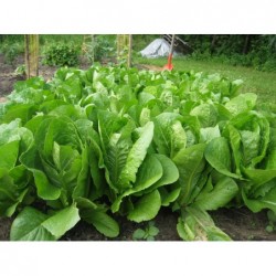 Romaine Lettuce Seeds