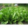 Romaine Lettuce Seeds