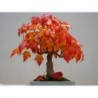 Amur Maple Bonsai Seeds