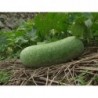 National Gardens Ash Gourd Seeds