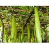 Bottle Gourd Seeds