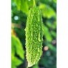 National Gardens Bitter Gourd Seeds