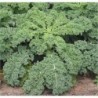 National Gardens Blue Curled Vates Kale Seeds