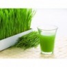 National Gardens Wheat Grass Seeds - Cat Grass