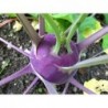 National Gardens Exotic Purple Kohlrabi Seeds