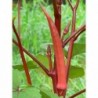 Exotic Red Ladies Finger Seeds (Red Okra)