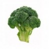 National Gardens Exotic Early Fall Rapini Broccoli Seeds