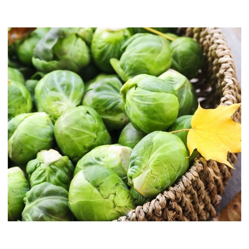 National Gardens Long Island Brussel Sprouts Seeds