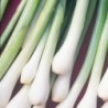 National Gardens Exotic Southport Bunching Onion Seeds