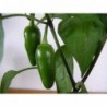 Jalapeno Hot Pepper Seeds